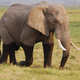 Illustration for article titled Out of Africa. Elephants